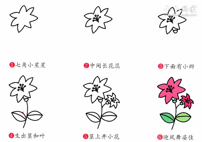 美丽百合花简笔画画法图片步骤- www.chuantongba.top