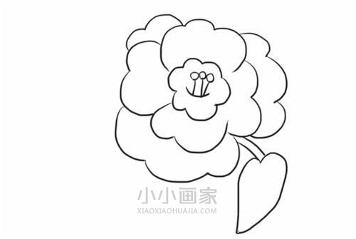 黑白山茶花简笔画画法图片步骤- www.chuantongba.top