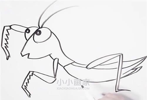 可爱螳螂简笔画画法图片步骤- www.chuantongba.top