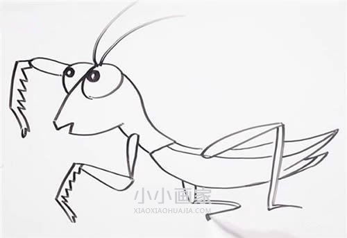 可爱螳螂简笔画画法图片步骤- www.chuantongba.top