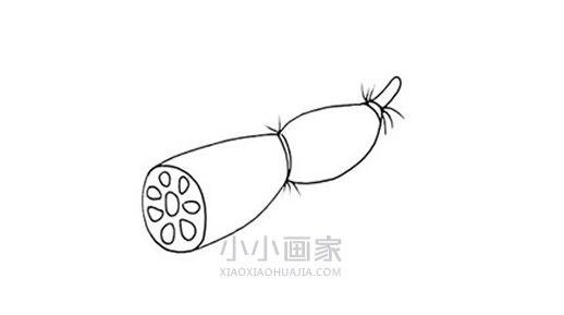 两个莲藕简笔画画法图片步骤- www.chuantongba.top