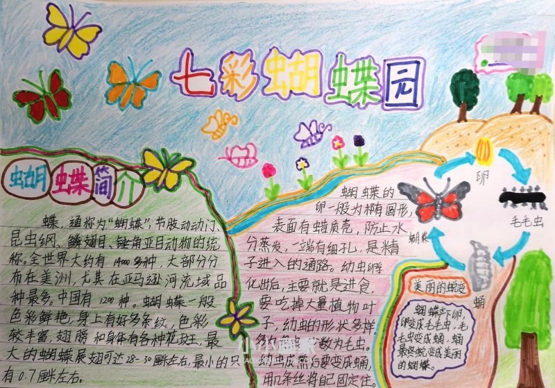 关于蝴蝶的手抄报图片简单- www.chuantongba.top